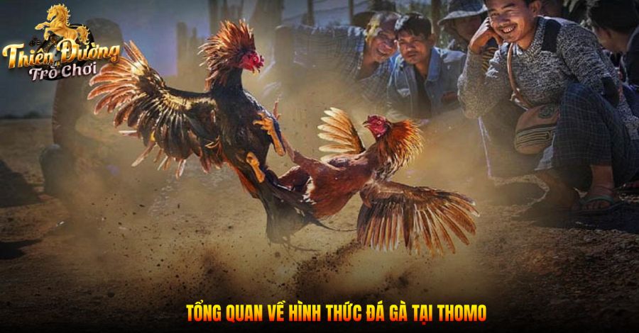 Tổng quan về hình thức đá gà tại Thomo